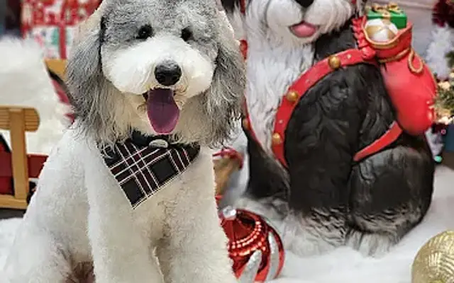 Jo-Kar's Grooming in Cortland, OH