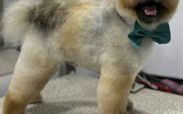 The Groom Lab in Gahanna, OH