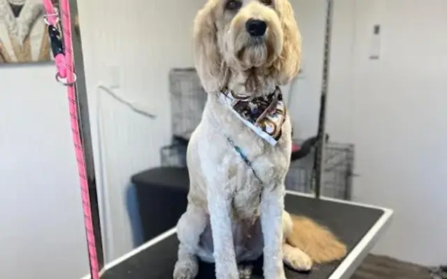 Haley’s Grooming in Benton, TN