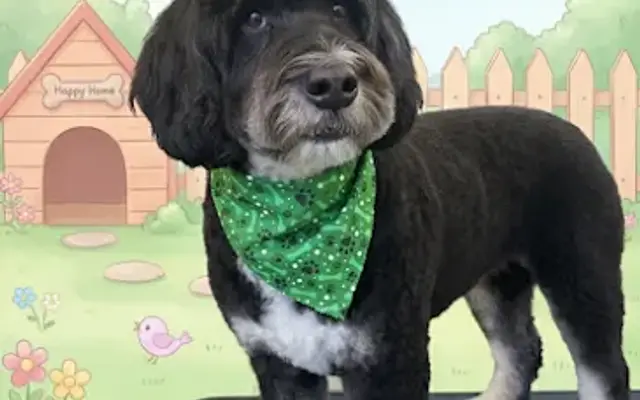 The LaundroMutt Mobile Grooming in Toms River, NJ