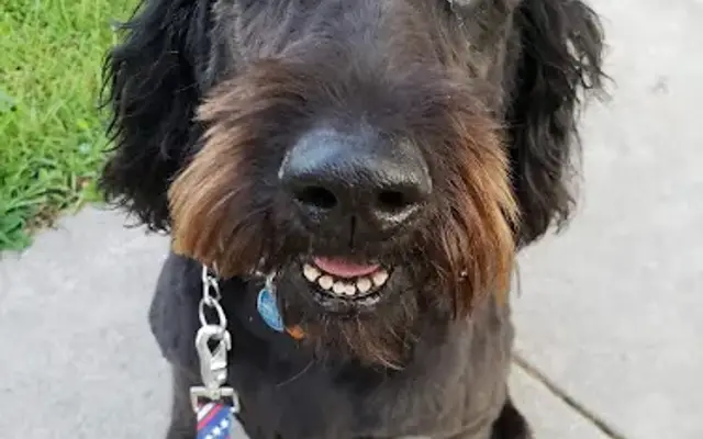 Soft Touch Pet Grooming in Falls City, NE