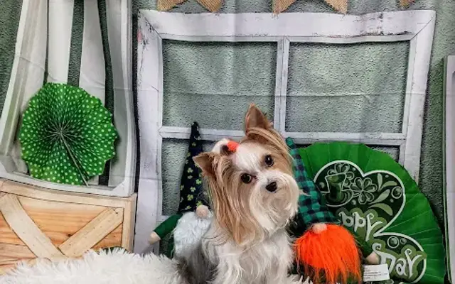 The Bestie Shop Dog Grooming in Albertville, AL