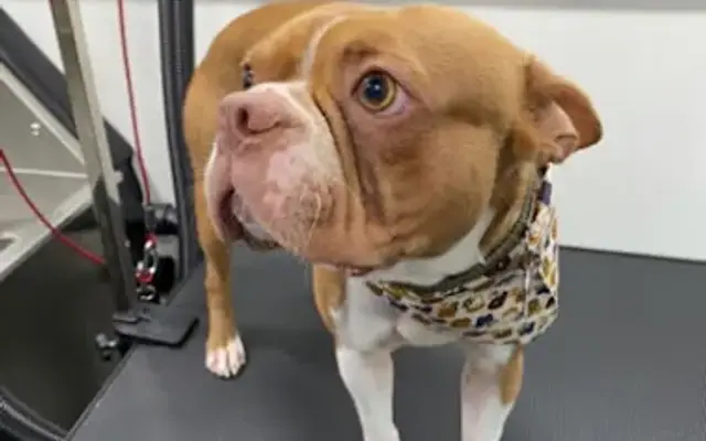 North Miami Mobile Dog Grooming in Southwest Ranches, FL