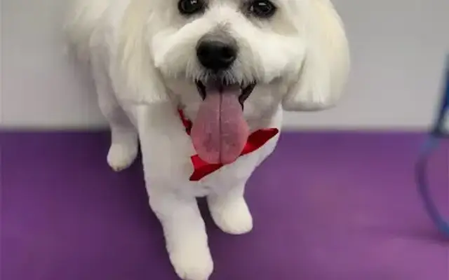 Fur Seasons Mobile Dog Grooming in St Johns, FL