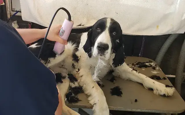 Dog's Best Friend Mobile Grooming in Woodland, CA