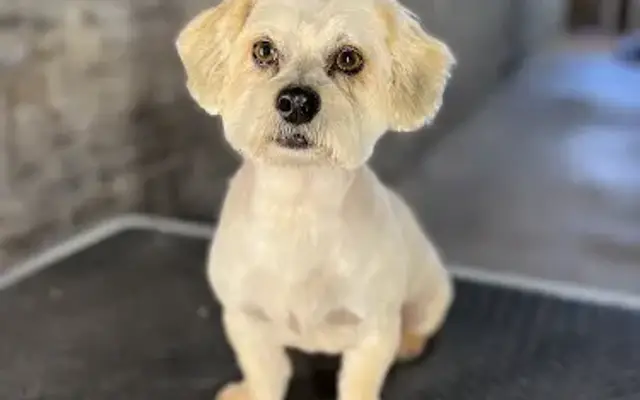 Piper & Paul Dog Grooming in Taylor, TX