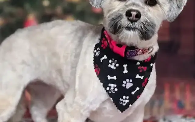 Rockstar Dog Grooming in Northfield, NJ