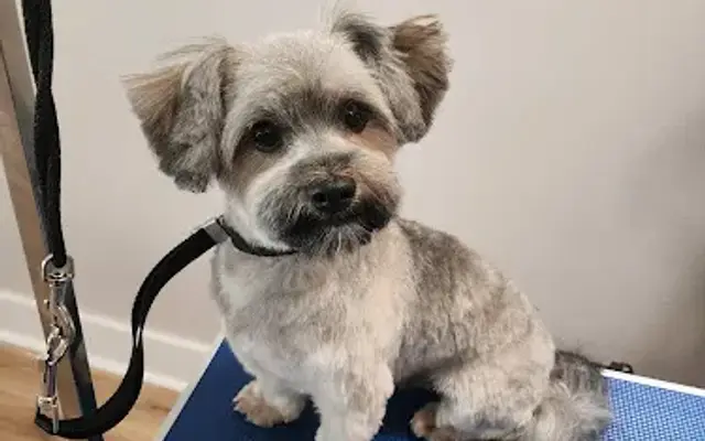 Pawsome Luxuries LLC Mobile Grooming in Tallahassee, FL