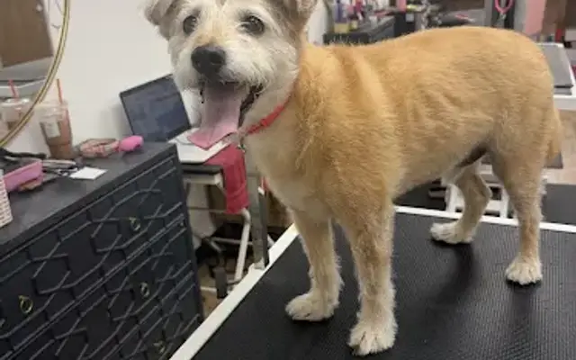 The Bougie Pooch in Clarksville, TN