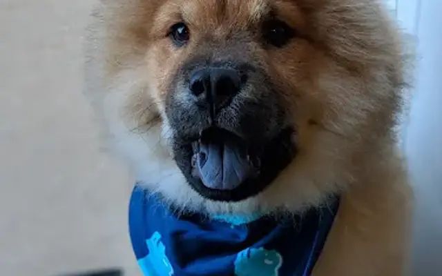 Hollywood Dogs Pro Cuts in Chicago, IL
