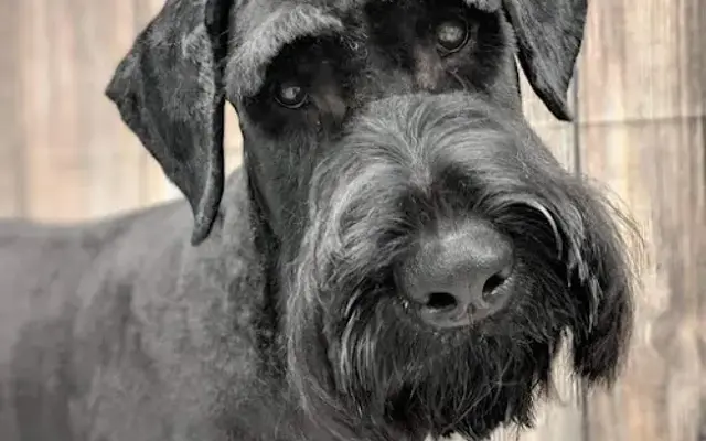 Dapper Dog Mobile Grooming Salon in Conroe, TX