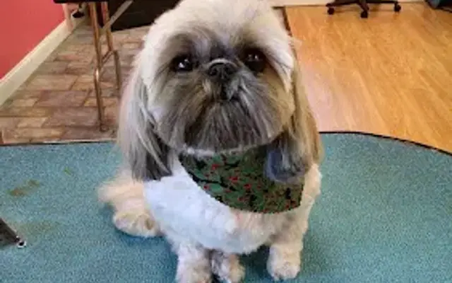 Michelle's Dog gone Grooming Salon in Mt Vernon, MO