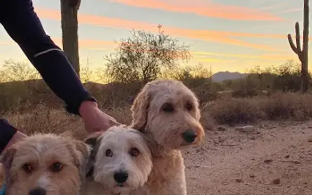 Blue Dog Grooming in Fountain Hills, AZ