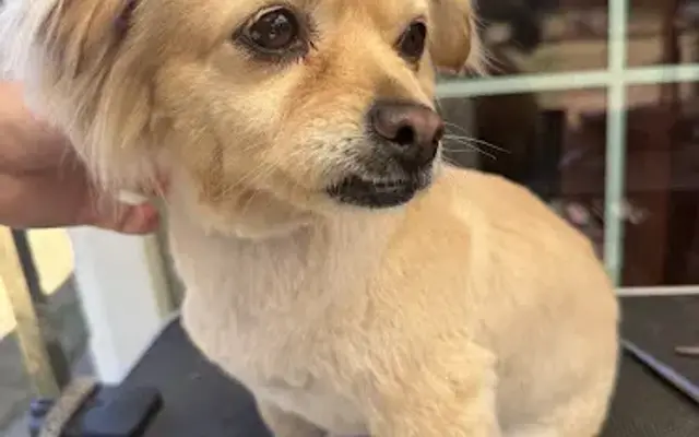 D’s PawSpa Sacramento in Carmichael, CA
