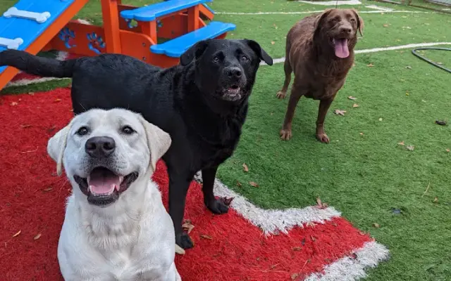 Camp Happy Tails in Benton, AR