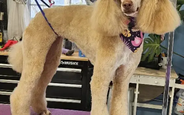 Auntie Tania's Pet Salon in Charlton, MA