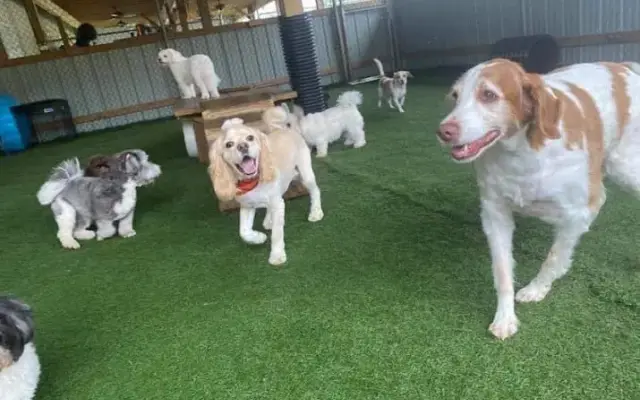 Diggity Dawg Daycare in Wernersville, PA