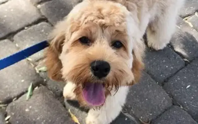 Pawsitive Pet Parlor in Davis, CA