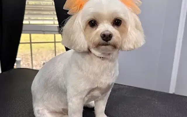 Wild at Heart Pet Salon in Dayton, TX
