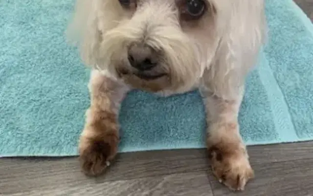 Shay Dog Professional Grooming in Moulton, AL
