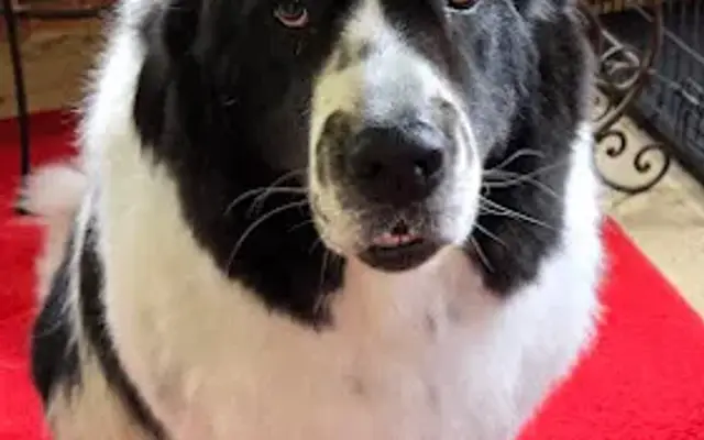 Pet Hollywood in Ludington, MI