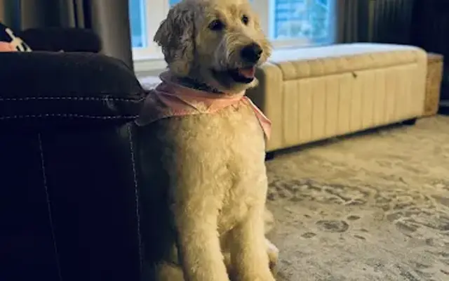 Mutty Pawz Grooming & Training in Windham, ME