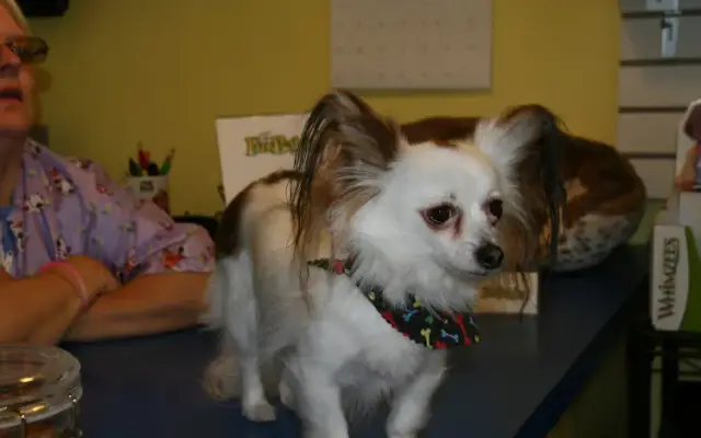 Fur Babies Grooming in Glenview, IL
