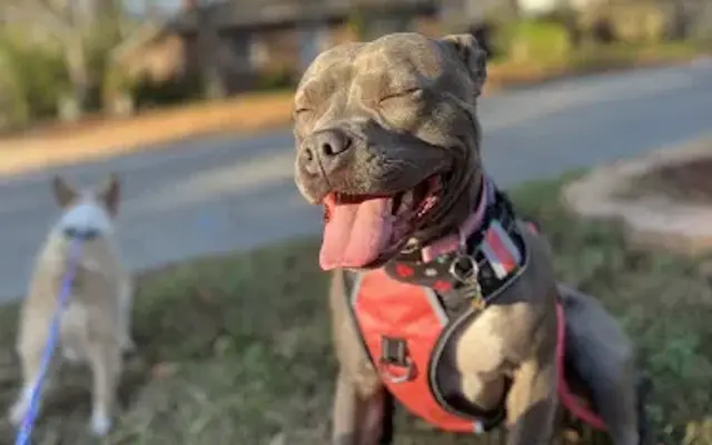 Anna's Animal Care Service in Tarboro, NC