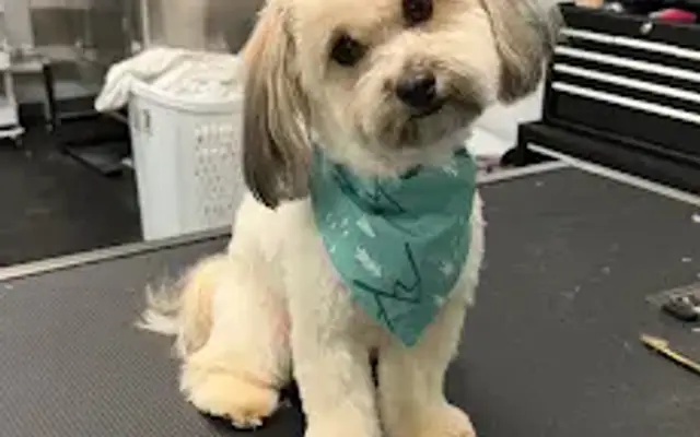 B & C Grooming Boutique in Orange, VA