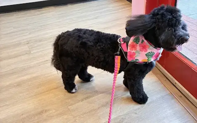 Woof Gang Bakery & Grooming Englewood in Englewood, NJ