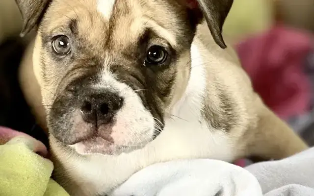 Lesslie Animal Hospital in Rock Hill, SC