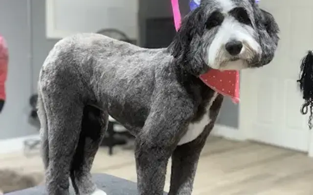 Smoochie Pooch in Chesterton, IN