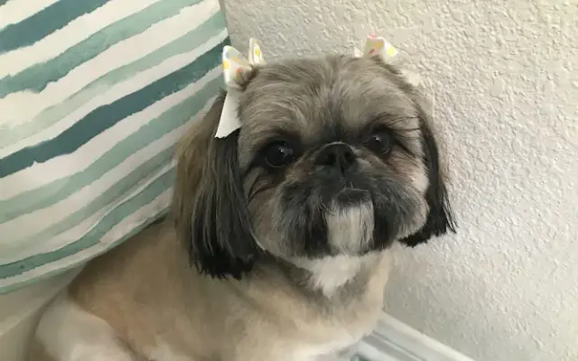 PetSmart Grooming in New Braunfels, TX