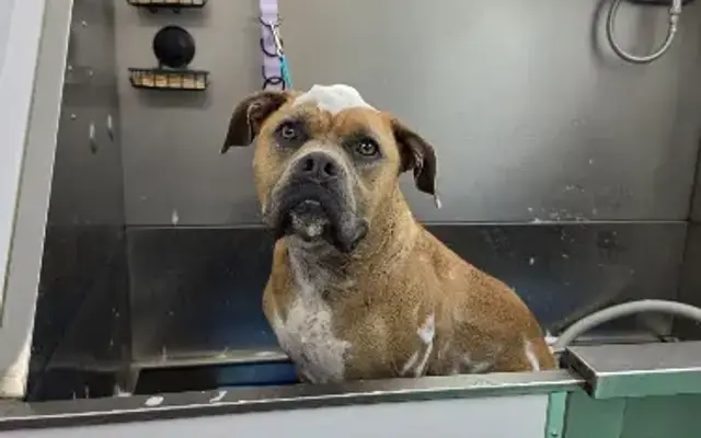 Grooming in the Wild LLC in Onalaska, WA