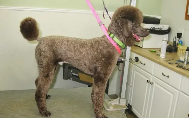 Shaggy to Chic, LLC in East Petersburg, PA