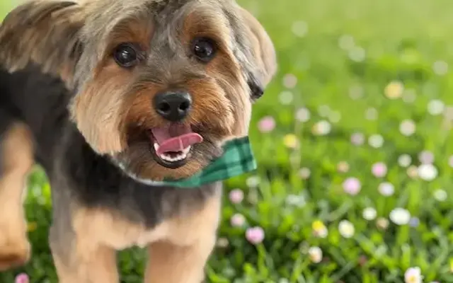 K And A In-Home Pet Spa in Sandston, VA