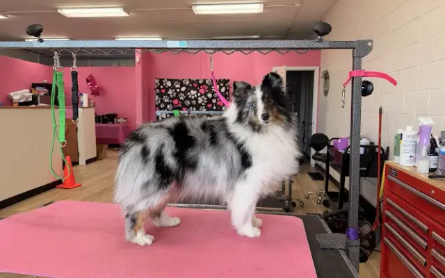 Dogs N Divas Grooming and Training in Southgate, MI