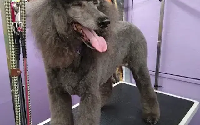 From Wags To Riches Mobile Grooming in Duarte, CA
