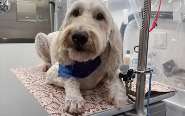 My Best Friend Mobile Pet Grooming in Jasper, AL