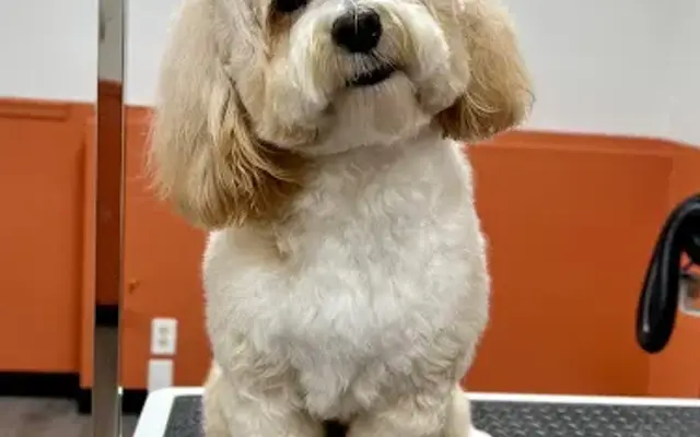 Sassy Paws Dog Grooming in Lakeside Marblehead, OH