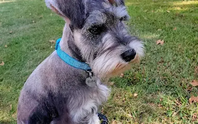 Country Kennel Boarding & Grooming in Guthrie, OK