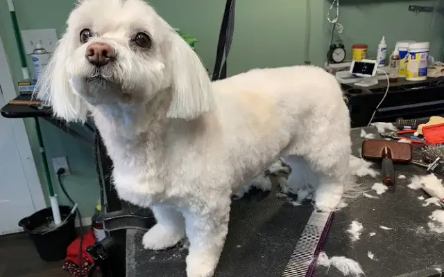 Precious Paws LLC in Bend, OR