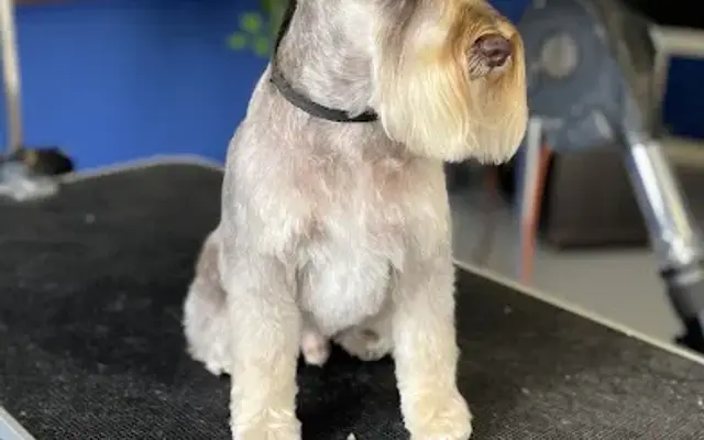 Crystal Paws Dog Grooming in Crystal River, FL