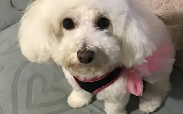 Loved Pet Grooming in Seaside, CA