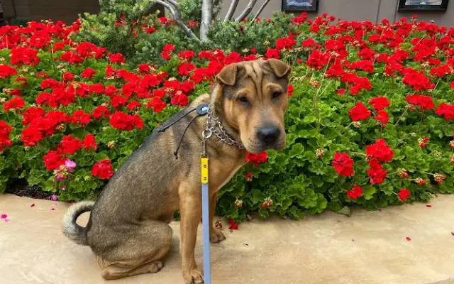 StressLess Dog Care LLC in Phoenix, AZ