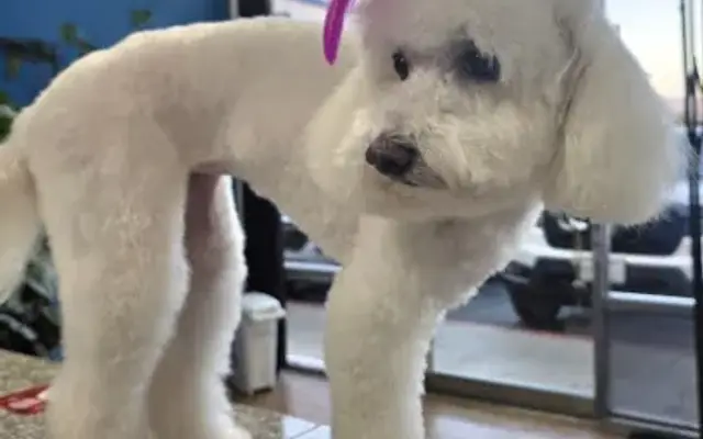 Pet Grooming in Panorama City, CA