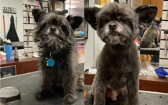 Doggy stylez grooming in Alamogordo, NM