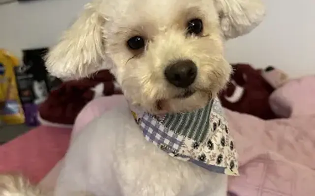 Pretty Pooches HTX - mobile groomer in Houston, TX