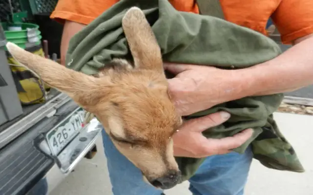 Alpine Wildlife Control LLC in Colorado Springs, CO
