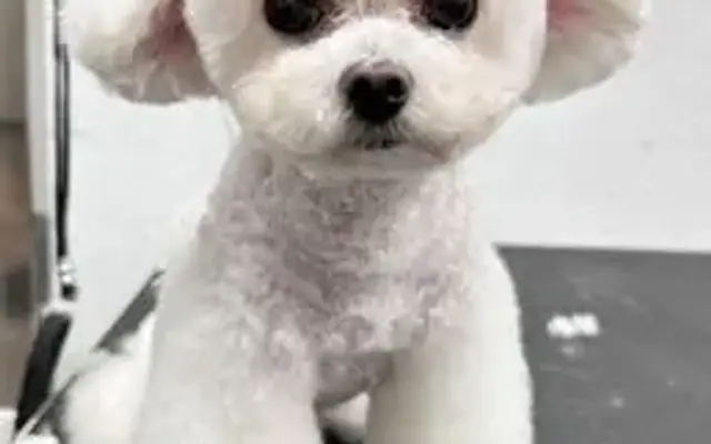 Bubble Dog Pet Grooming in West Covina, CA